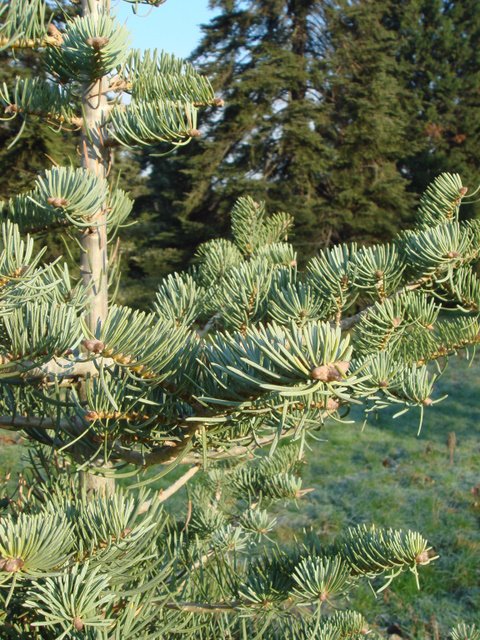 Abies concolor rameau